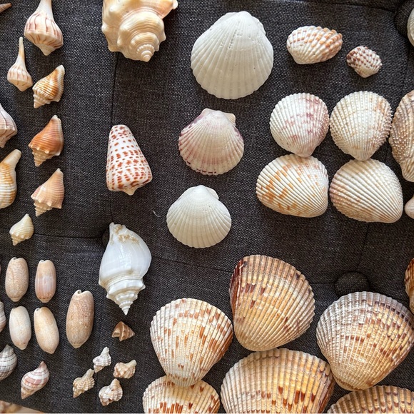 Perfect Seashell Package - All Shells Pictured - Picture 5 of 9